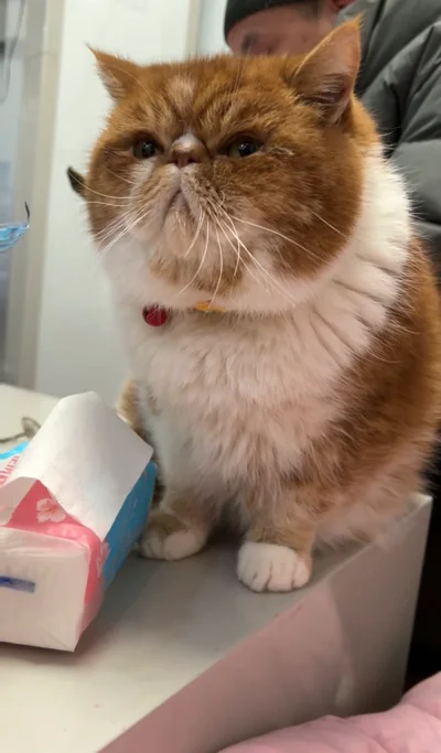 Cat reference photo with collar