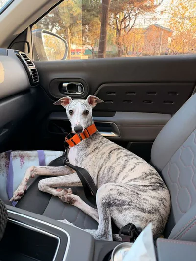 Full-body dog reference photo showing posture and coat markings