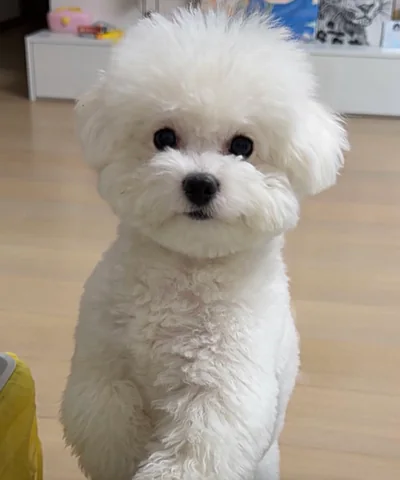 Small white dog reference photo