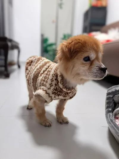 Dog wearing a patterned sweater in the reference photo