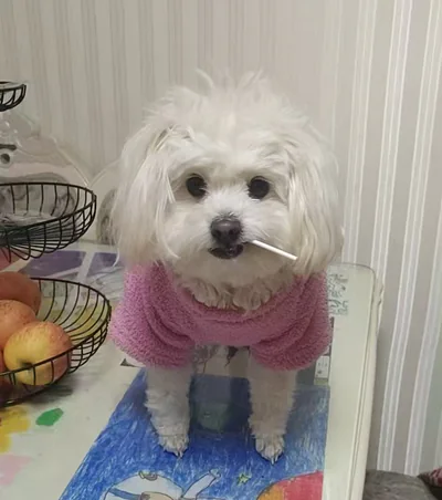 Reference photo of a white dog in a pink sweater with a lollipop stick